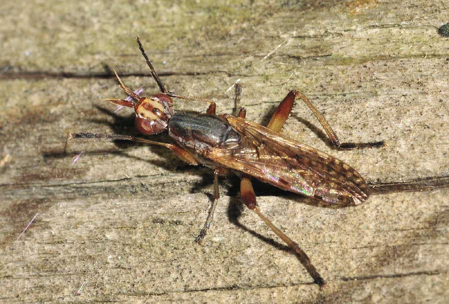 3 Sciomyzidae da conf. o det.